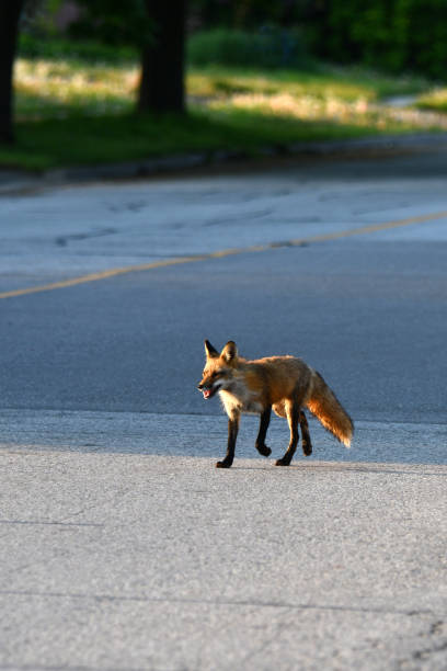 istock Red Fox crosses walking down a residential stree 1494360977