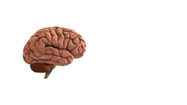 istock 3D Illustration of Side View of the Human Brain with copyspace 1494361040