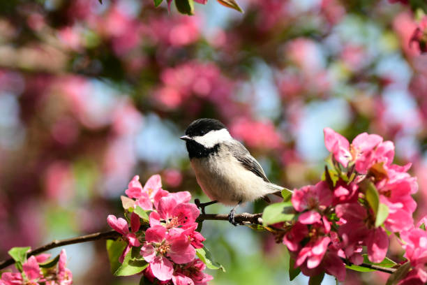 istock Black Capped Chickadee in pink flowers 1494361143