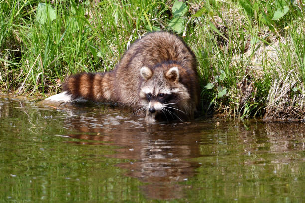 istock Raccoon fishing along shore 1494361346