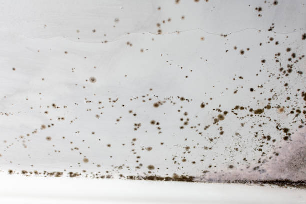 istock Mold on the ceiling is very dangerous to humans 1494362466