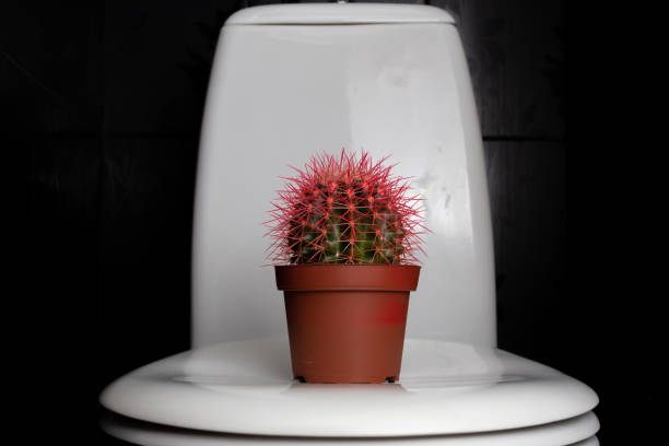 istock Cactus with pink needles in a pot on the toilet 1494362559