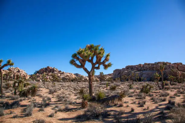 Beautiful ancient Joshua Tree standing in the middle of the rock filled desert landscape of Joshua Tree National Park