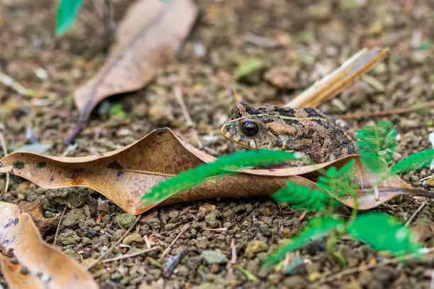 Photo of Mascarene grass frog, Ptychadena mascareniensis, or Mascarene ridged frog, Pamplemousses, Mauritius