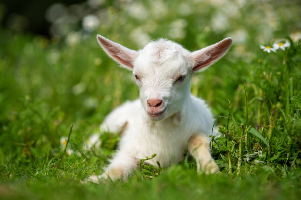 istock White baby goat on grass with flowers 1494363502