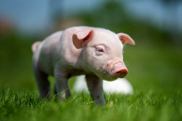 istock Newborn piglet on spring grass on a farm 1494363505