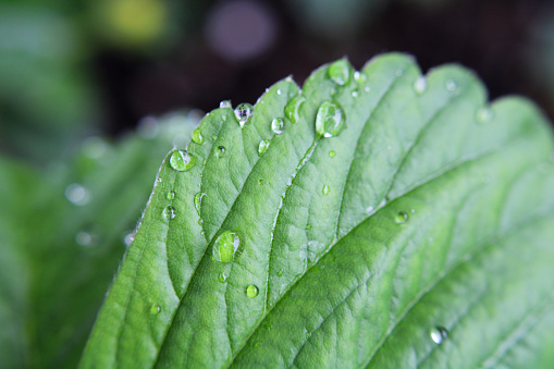 Closeup of a Strawberry Plant Leaf with raindrops on it