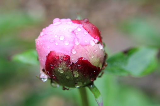 Pink Peony bud closeup with raindrops and antsup