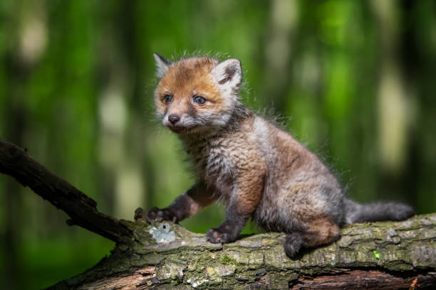 istock Red fox, vulpes vulpes, small young cub in forest . Wildlife scene from nature 1494363517