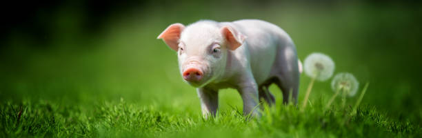 istock Newborn piglet on spring grass on a farm 1494363518