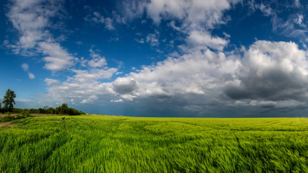 istock Green wheat field with stormy clouds background 1494363542