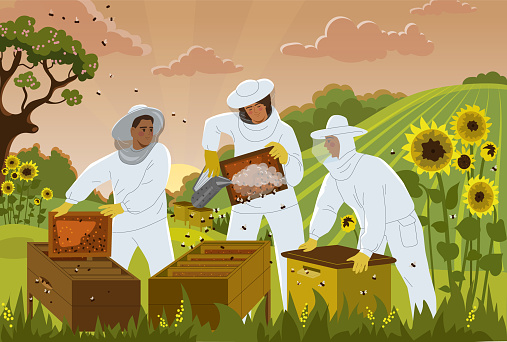 Beekeepers with beehives. Workers in apiary collect honey. Farm with hives and bees. Apiarists with uniforms in field with insects and flowers. Colored summer banner. Cartoon flat vector illustration