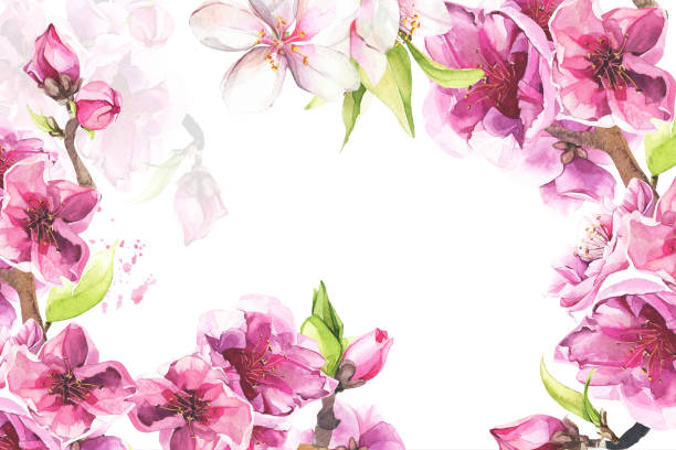 istock Watercolor pink and white cherry blossoms. Floral sakura frame. Arrangement template illustration. 1494364652