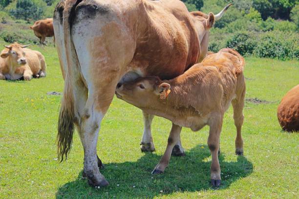 Cattle in the Field