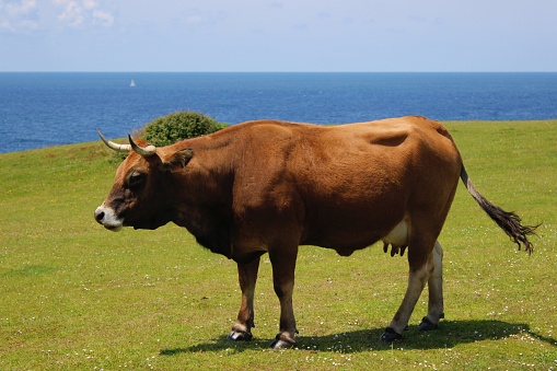 Wild free bull standing in the countryside next to the coast. Brown cow with horns. On the background, the sea. Profile of the animal. Sunny day. Empty space for text. Front view