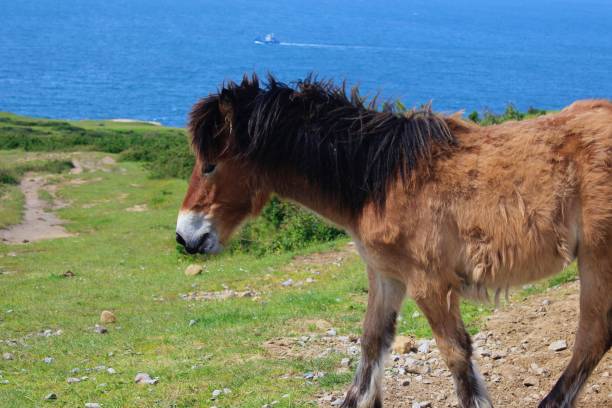 istock Young horse standing next to the sea 1494365911