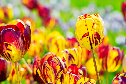 Colorful Rembrandt tulips, which were extremely popular in 17th century Holland, and the reason for the speculative market bubble for bulbs, known as Tulip Mania