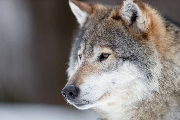 Closeup of brown Canis Lupus Wolf looking away Closeup of brown Eurasian wolf looking away at forest wolf snout pictures stock pictures, royalty-free photos & images