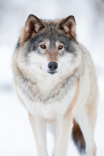 Eurasian wolf looking away while standing on landscape during winter
