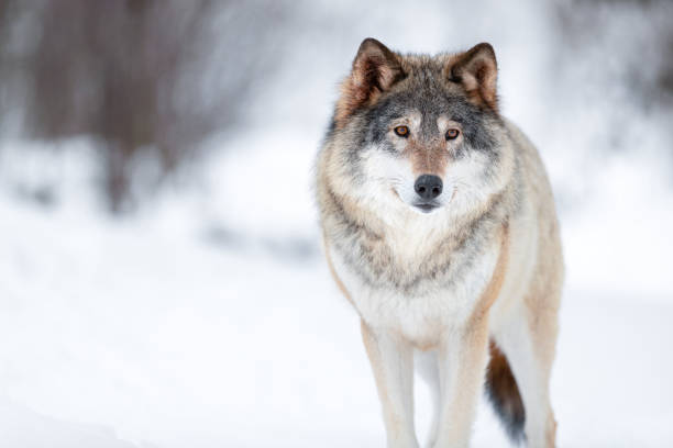 istock Eurasian wolf looking away in a white winter landscape 1494367835