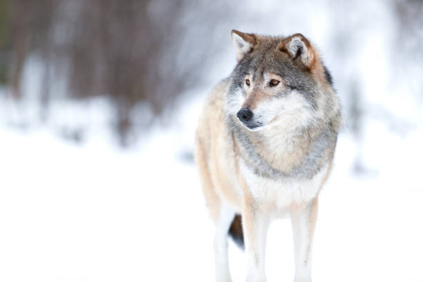 istock Canis Lupus wolf standing on snowy winter landscape 1494367988