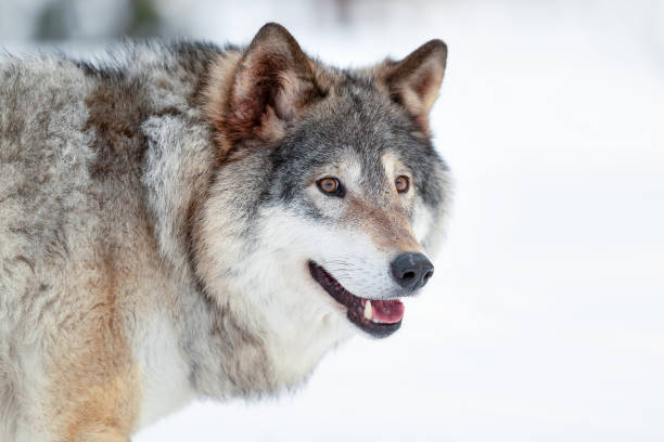 istock Eurasian wolf standing on snowy ground in the forest 1494368109