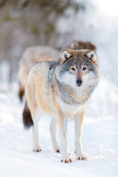 istock Alert wolves standing on snowy white winter landscape 1494368166