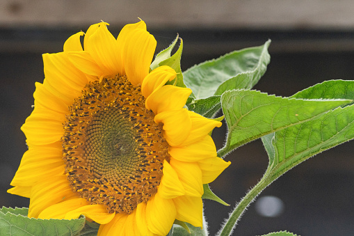 View of a single sunflower.
