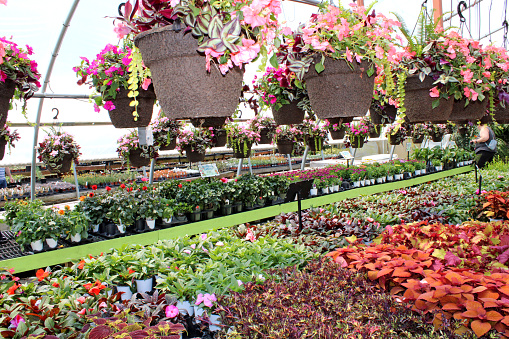 In a nursery greenhouse - springtime/summer