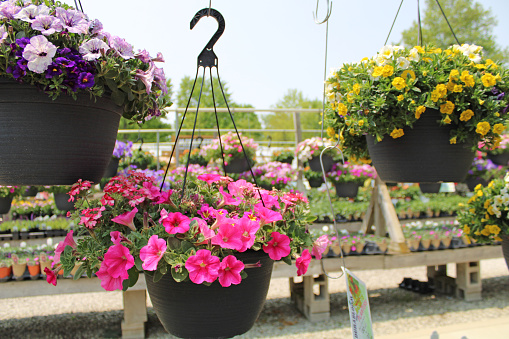 Hanging baskets in a nursery greenhouse - springtime/summer