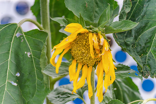 View of a single sunflower.