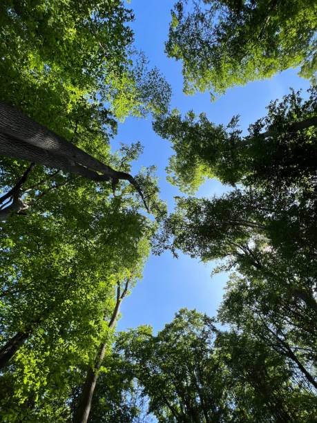 istock Look up view in Ridley Creek State Park in Pennsylvania 1494371386