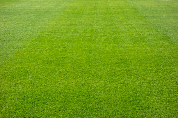 istock Green soccer grass field 1494374971