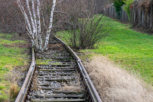 Overgrown railroad tracks with trees and weeds, Berlin Tempelhof