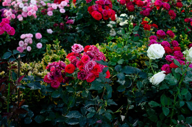 istock Pink and red roses background. Green nature garden 1494375126