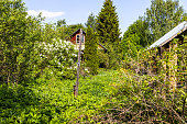 overgrown backyard of old village house in May