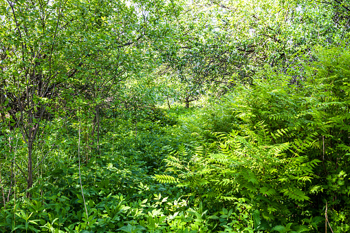 young dense undergrowth in overgrown yard in village on May day