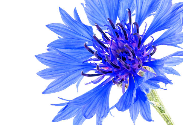 One blue flower of cornflower isolated on a white background. Macro.