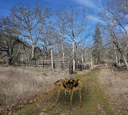 Composite of a computer rendered illustration of a spider super imposed on a photo  of a remote path in the country