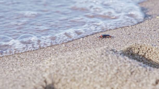 istock Helpless Beetle Bug Sitting on Beach Sand Washed Out by Water Sea Wave 1494377514
