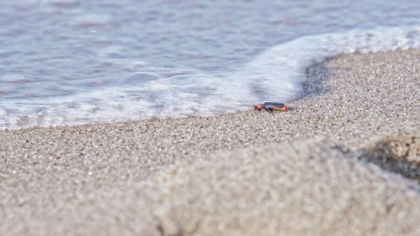 istock Helpless Beetle Bug Sitting on Beach Sand Washed Out by Water Sea Wave 1494377589