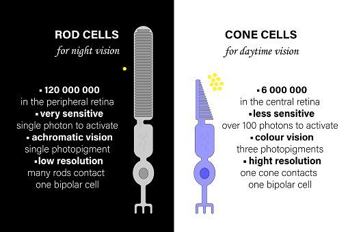 Photoreceptors. Comparison of Rod Cells and Cone Cells. Grey - rod, blue - cone, yellow - photons.