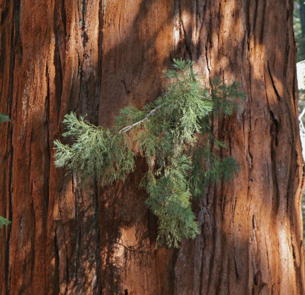 Small Branch on Redwood Tree