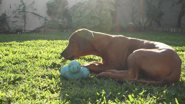 Rhodesian ridgeback dog chewing on a stick on some grass outdoors
