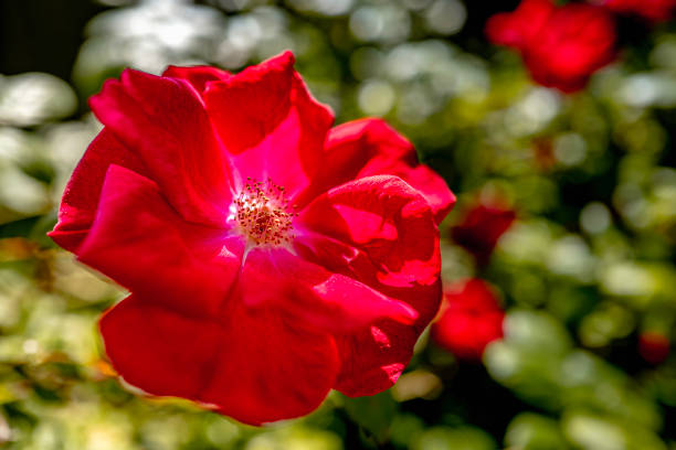 Red rose in full bloom close-up