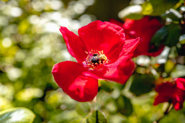 Bumble bee in the red rose flower in full bloom