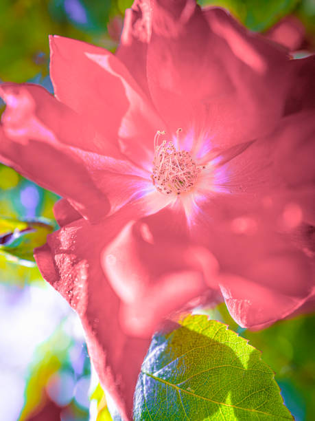 Pink rose flower in full bloom
