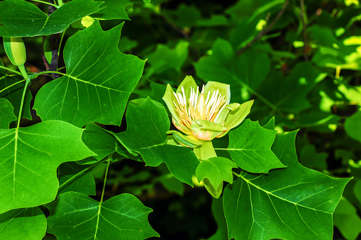 Tulip tree branches with flowers and buds. Latin name Liriodendron tulipifera L