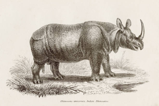 Engraving from the Animal Kingdom 1851