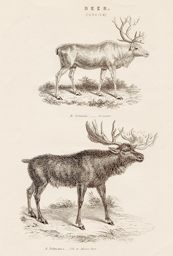 Engraving from the Animal Kingdom 1851